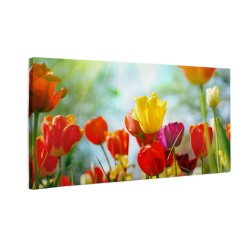 Kolorowe tulipany