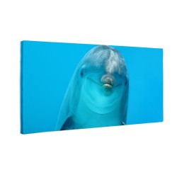 Delfin