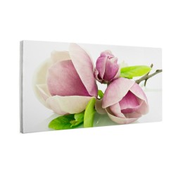 Kwiat magnolii