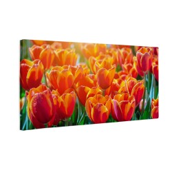 Pole tulipanów