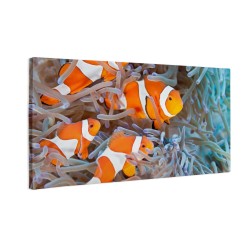Błazenek rybki Nemo