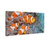 Błazenek rybki Nemo