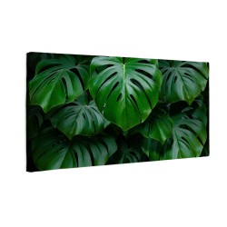 Duże liście monstera