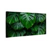 Duże liście monstera
