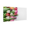 Kolorowe tulipany