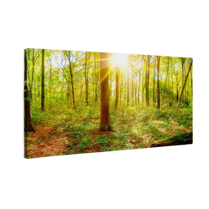 Piękna panorama lasu