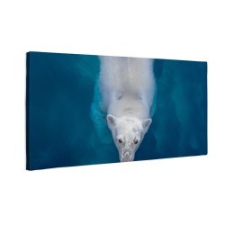 Niedźwiedź polarny