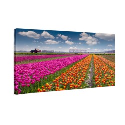 Pole tulipanów