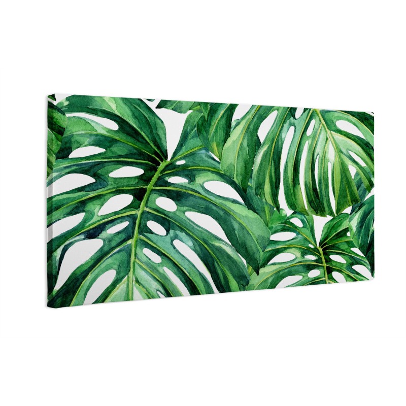 Duże liści monstera