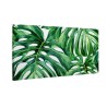Duże liści monstera