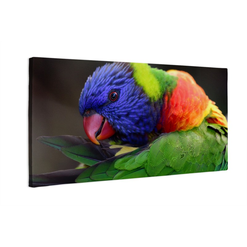 Kolorowa papuga Lorikeet