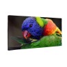 Kolorowa papuga Lorikeet