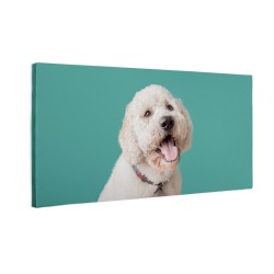 Biszkoptowy Goldendoodle