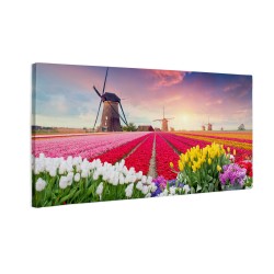 Holenderskie tulipany