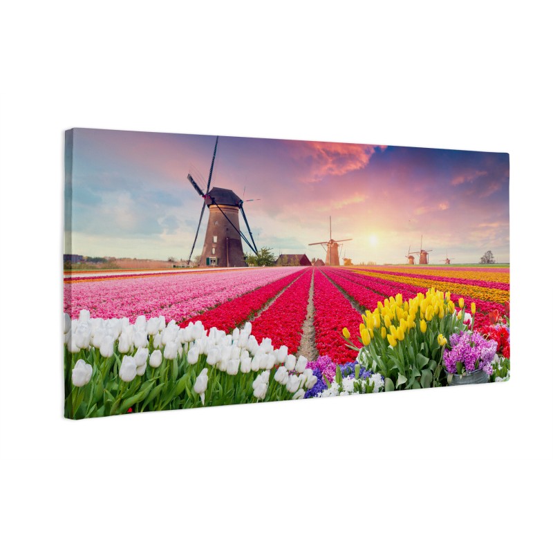 Holenderskie tulipany