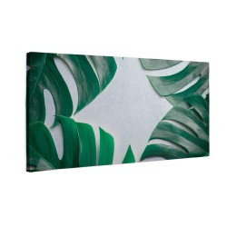 Zielone liście monstera