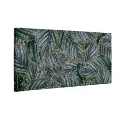 Zielone liście calathea