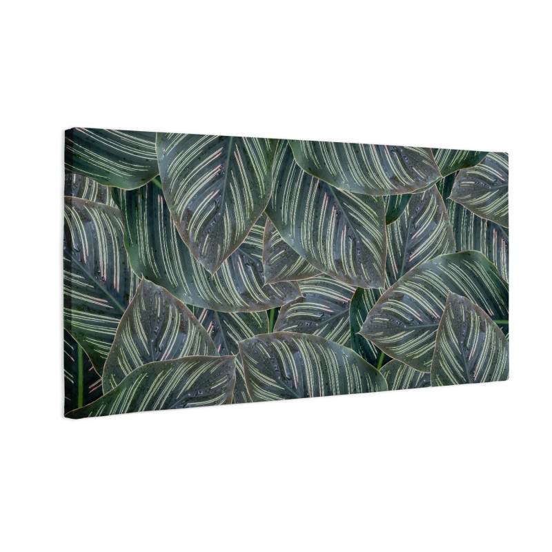 Zielone liście calathea
