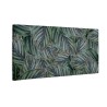 Zielone liście calathea