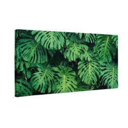 Zielone liście monstera