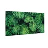Zielone liście monstera