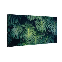 Zielone liście monstera