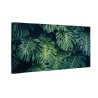 Zielone liście monstera