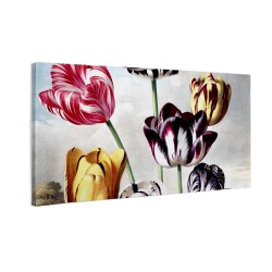Kolorowe tulipany