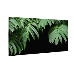 Zielone liście monstera