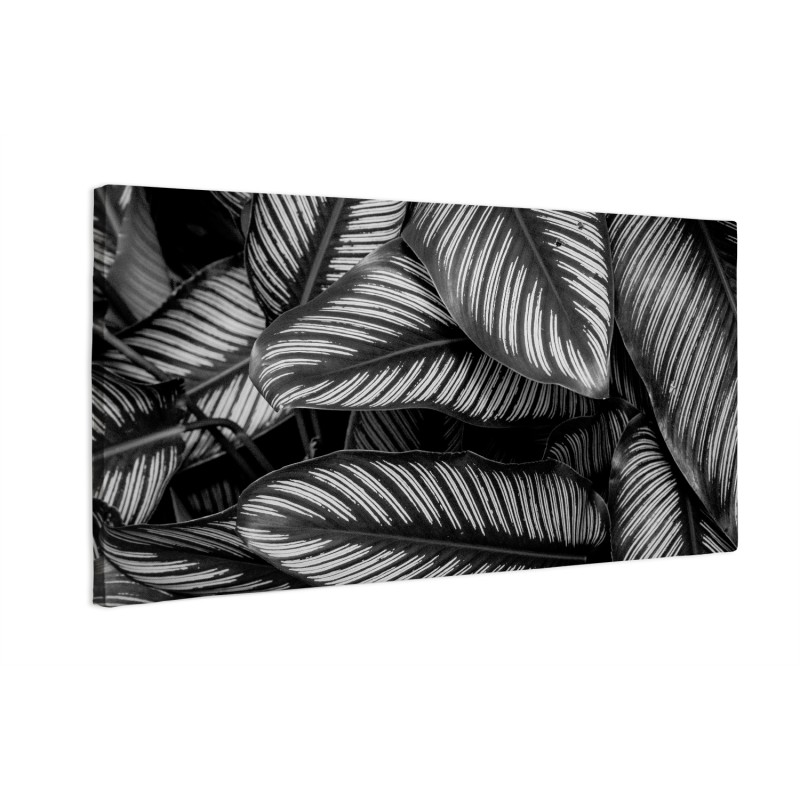 Czarne liście Calathea