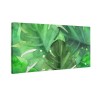 Zielone liście monstera