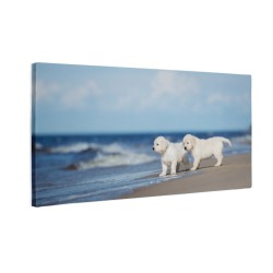 Dwa Golden retrievery