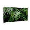 Zielone liście monstera