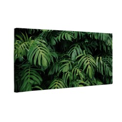 Zielone liście monstera