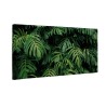 Zielone liście monstera