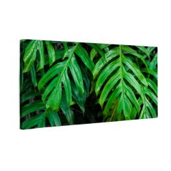 Zielone liście monstera