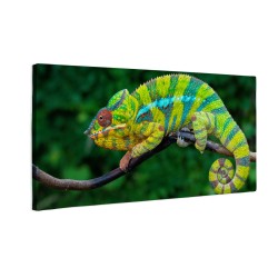 Kameleon lamparci