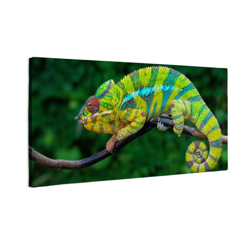 Kameleon lamparci