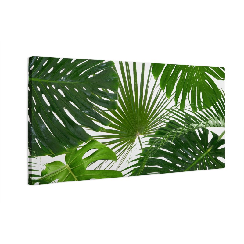 Zielone liście monstera