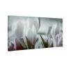Przyciemnione tulipany