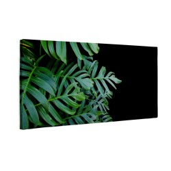 Zielone liście monstera