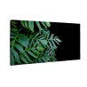 Zielone liście monstera