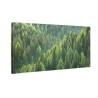 Naturalny las iglasty
