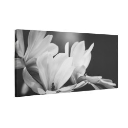 Białe kwiaty magnolii