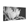 Białe kwiaty magnolii