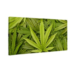 liść marihuany 420