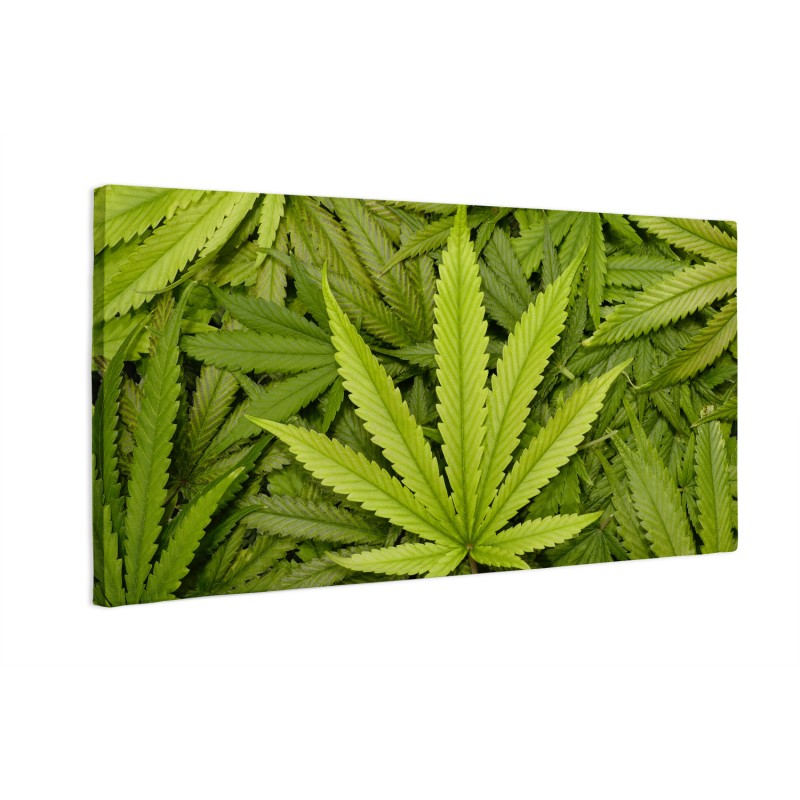 liść marihuany 420
