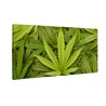 liść marihuany 420
