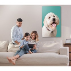 Biszkoptowy Goldendoodle